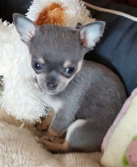 Chihuahua Puppies for Sale. . Blue chihuahua for sale